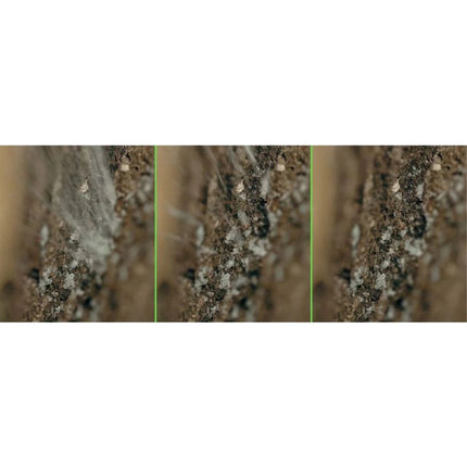 Gel Blaster Starfire Gellets 10k